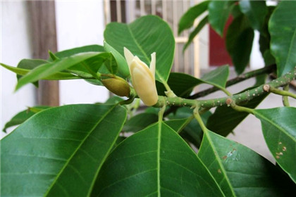 民间流传的治病偏方土方82个