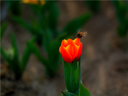 民间治病经验偏方，中药治妇女白带药神效疗法
