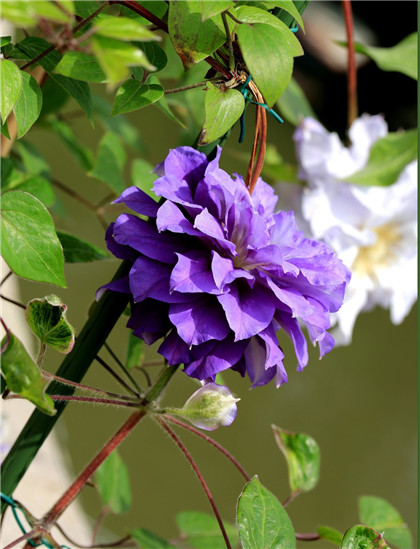 治疗“痛风”的千年秘方，用药2-5个疗程效果好