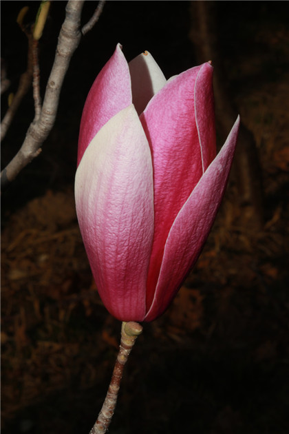 中药单味药物临床妙用　夜交藤治疗失眠
