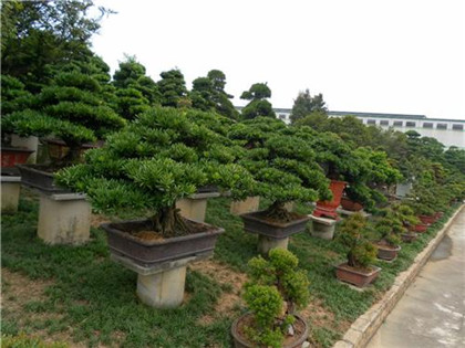 治疗"红眼病"的秘方、偏方