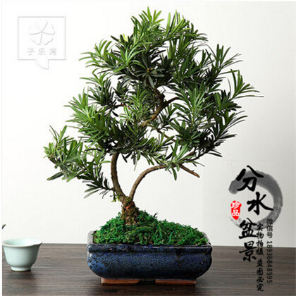 中药地骨皮治疗高血压经验秘方，对85%以上的高血压患者都有效