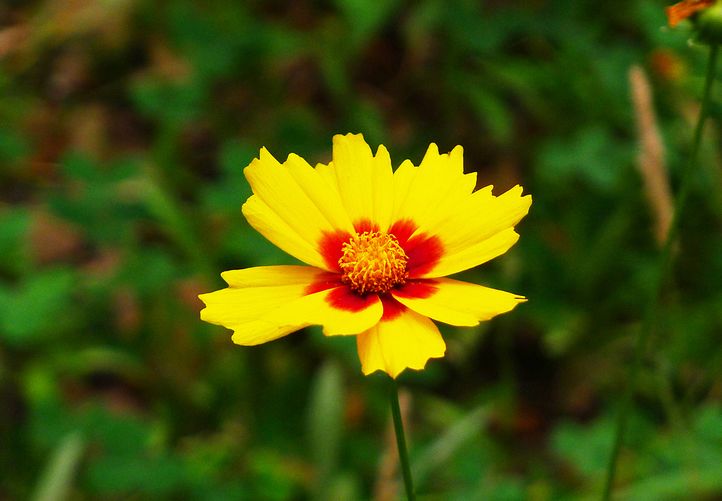 民间偏方黄豆水退烧