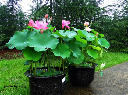 治疗鸡眼俗称“肉刺”的民间偏方