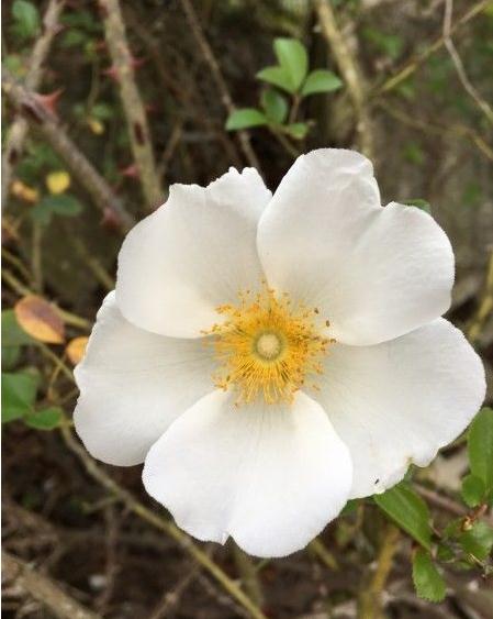 治疗血管壁硬化的七味中药秘方