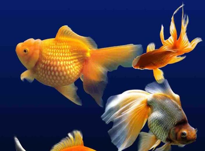 养鱼养11条还是13条好