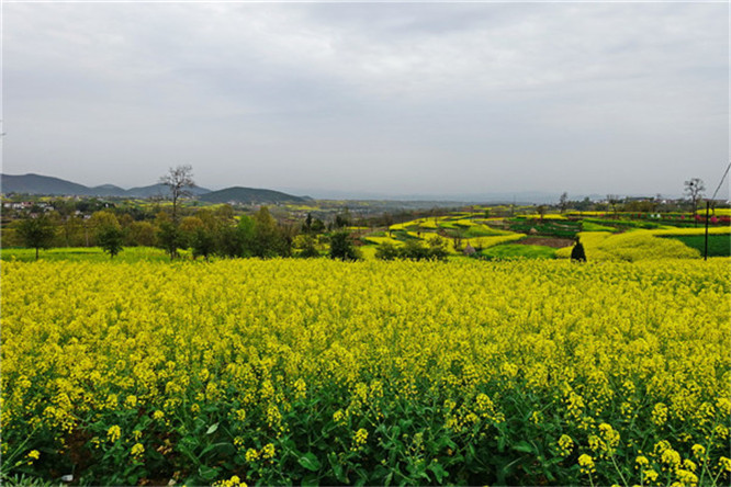 韦姓家族六世家传秘方，治疗肝硬化百分之百治愈