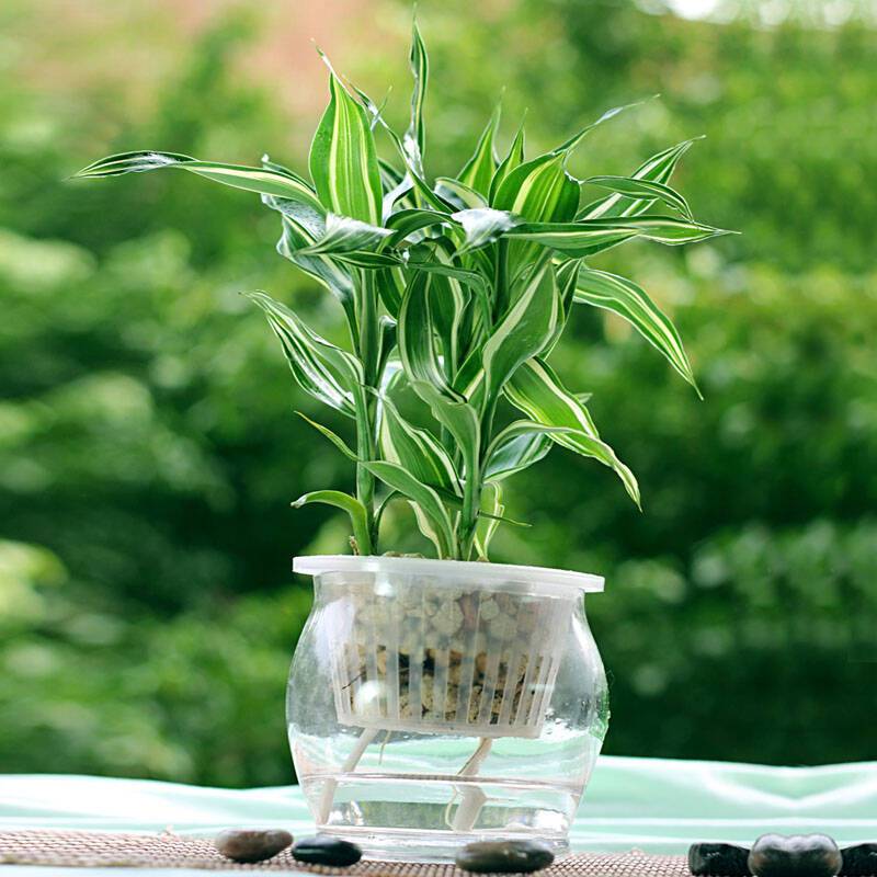 文昌位必须放4个富贵竹吗？