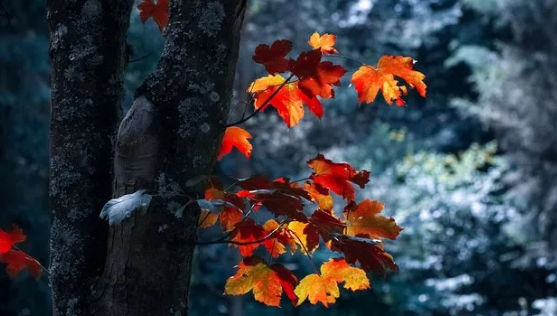 忧郁可以让你学会转变