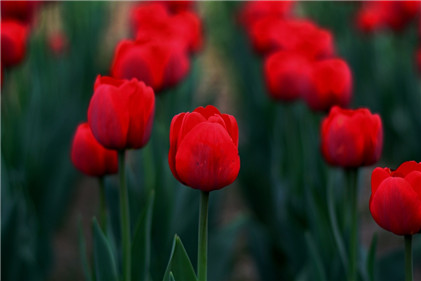男生在恋爱中喜欢懂事的还是作的女生?