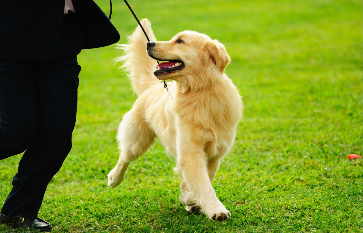 养狗也要讲究风水