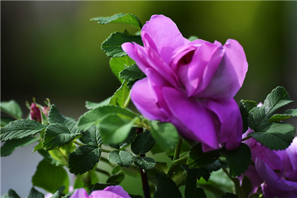 不要把情人节变成恋爱的一种负担