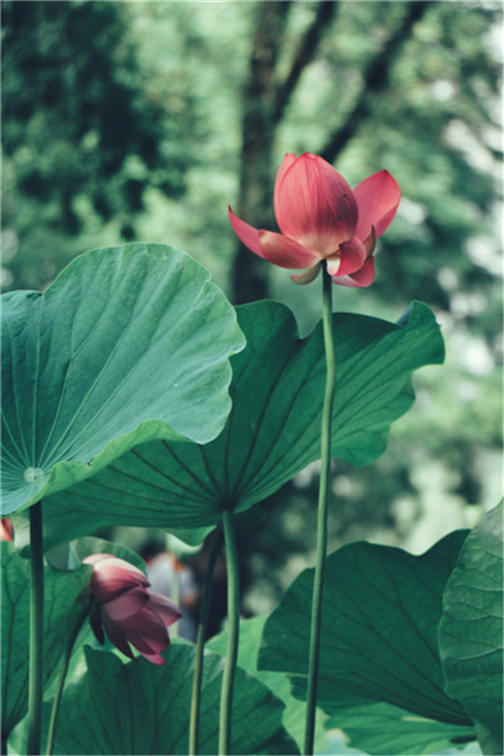 挽回感情第四课：挽回的基本心态