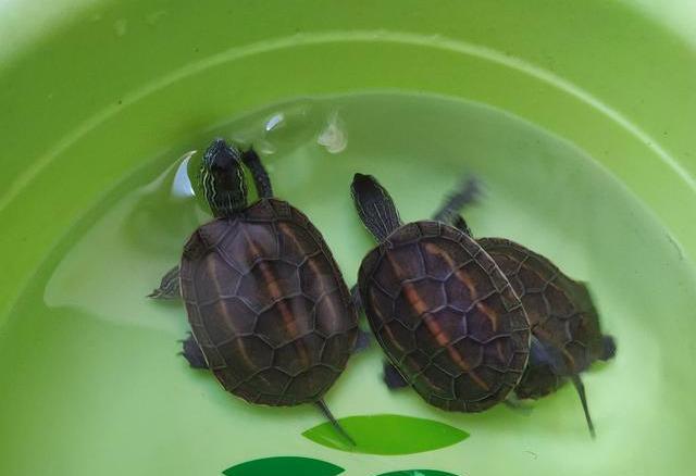 家里养乌龟对女人不好是真的吗？