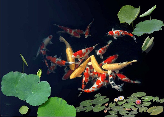 旺财风水鱼怎么摆放？