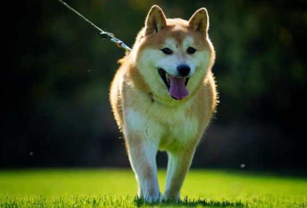 16万拍走网红柴犬 新主人称东拼西凑才缴够尾款