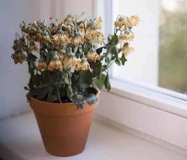 家里花死了对风水有影响吗？