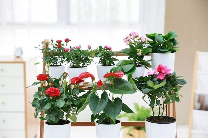 开门见花对风水有影响吗？