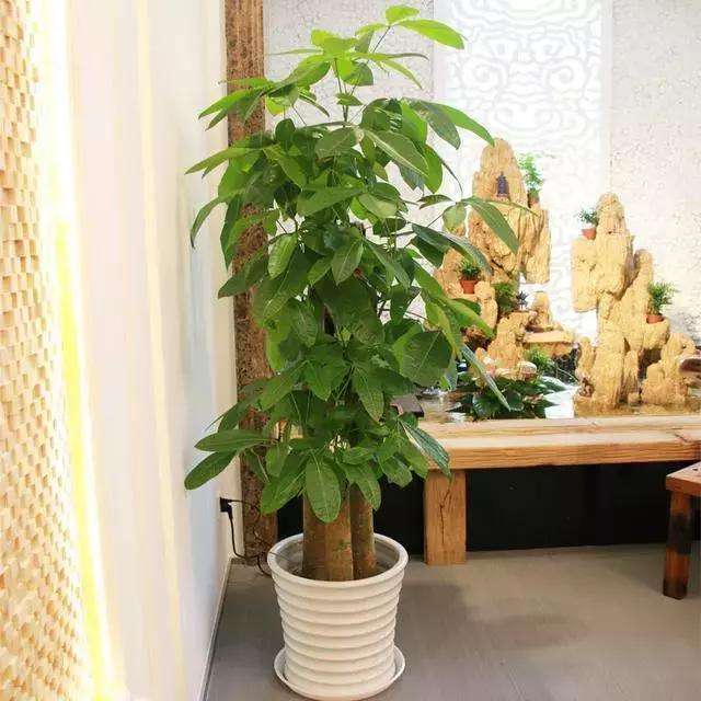 国学经典宋词【花犯 咏梅】原文及解析