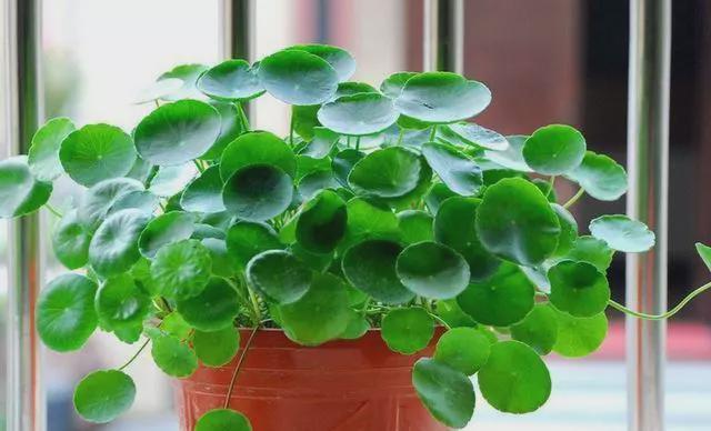 居家风水中最旺财的18种植物