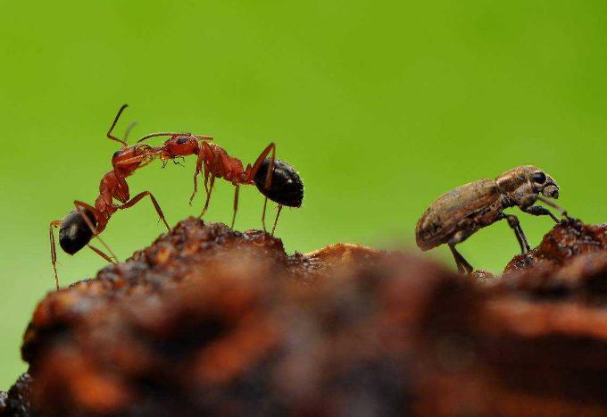 家里来蚂蚁风水好不好？
