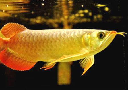 养什么鱼能延年益寿提升财运