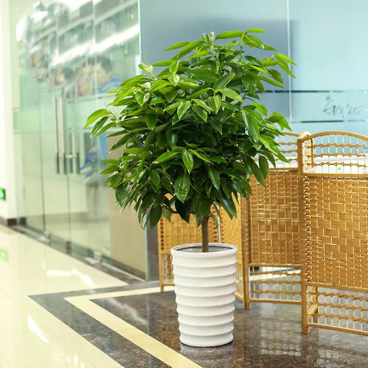 家里养什么风水旺财?