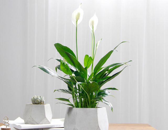 家里种什么绿植可以招财?